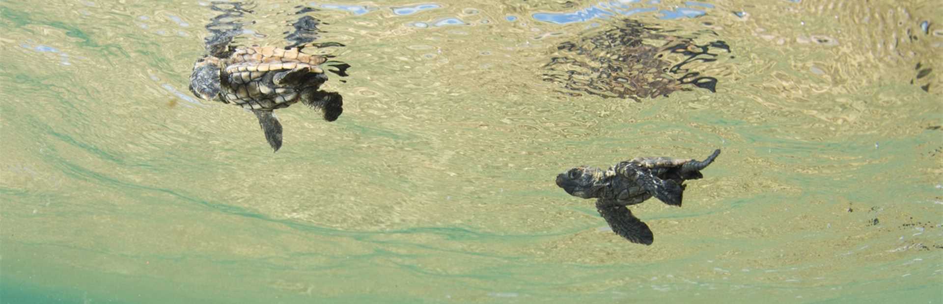 South Africa - Scuba Diving